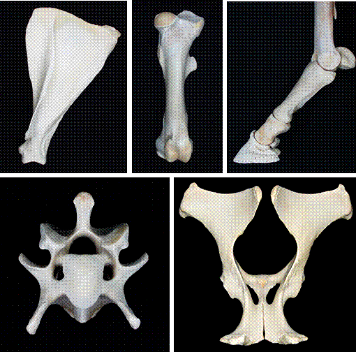 Atlas de Osteología